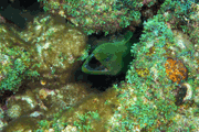 Random diving photo!