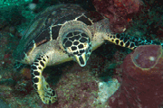 Random diving photo!